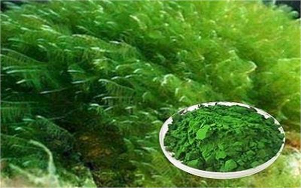 Dietary supplement that can help treat ovarian cancer